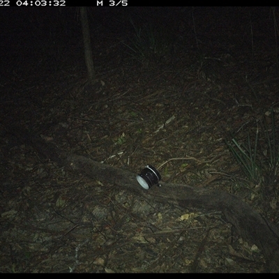 Rattus (genus) (A native or introduced Rattus species) at Mortons Creek, NSW - 22 Oct 2024 by Eggert