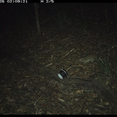 Isoodon macrourus (Northern Brown Bandicoot) at Mortons Creek, NSW - 26 Oct 2024 by Eggert