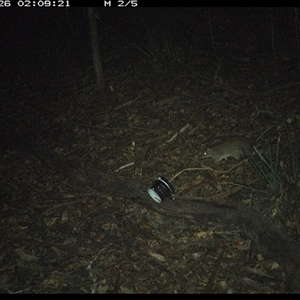 Isoodon macrourus (Northern Brown Bandicoot) at Mortons Creek, NSW - 26 Oct 2024 by Eggert