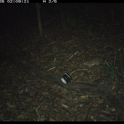 Isoodon macrourus (Northern Brown Bandicoot) at Mortons Creek, NSW - 26 Oct 2024 by Eggert