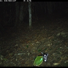 Pitta versicolor (Noisy Pitta) at Mortons Creek, NSW - 31 Oct 2024 by Eggert