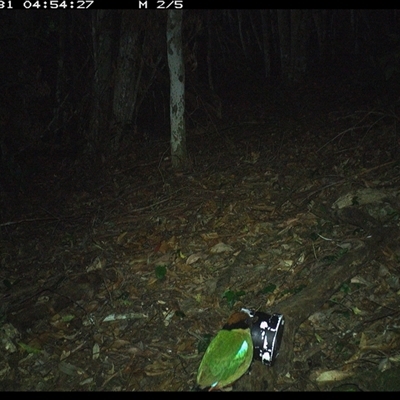 Pitta versicolor (Noisy Pitta) at Mortons Creek, NSW - 31 Oct 2024 by Eggert