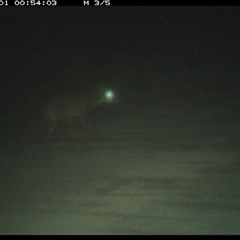 Vulpes vulpes (Red Fox) at Mortons Creek, NSW - 1 Oct 2024 by Eggert