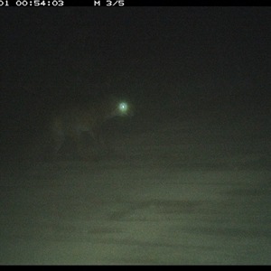 Vulpes vulpes (Red Fox) at Mortons Creek, NSW - 1 Oct 2024 by Eggert
