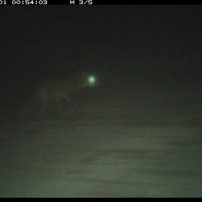 Vulpes vulpes (Red Fox) at Mortons Creek, NSW - 1 Oct 2024 by Eggert