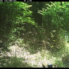 Dacelo novaeguineae (Laughing Kookaburra) at Mortons Creek, NSW - 3 Oct 2024 by Eggert