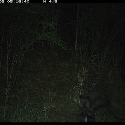 Wallabia bicolor (Swamp Wallaby) at Mortons Creek, NSW - 5 Oct 2024 by Eggert