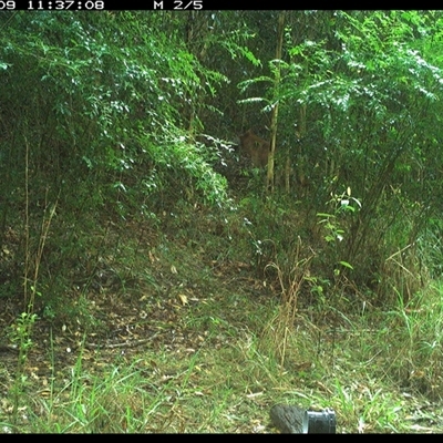 Canis lupus (Dingo / Wild Dog) at Mortons Creek, NSW - 9 Oct 2024 by Eggert