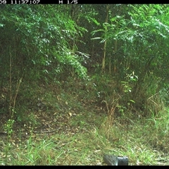 Canis lupus at Mortons Creek, NSW - 9 Oct 2024 11:37 AM