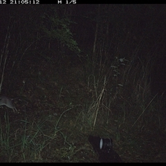 Perameles nasuta (Long-nosed Bandicoot) at Mortons Creek, NSW - 12 Oct 2024 by Eggert