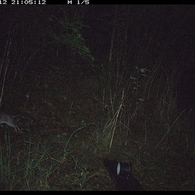 Perameles nasuta (Long-nosed Bandicoot) at Mortons Creek, NSW - 12 Oct 2024 by Eggert
