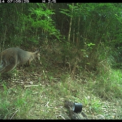 Notamacropus rufogriseus (Red-necked Wallaby) at Mortons Creek, NSW - 14 Oct 2024 by Eggert