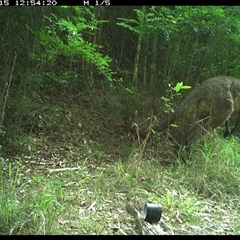 Macropus giganteus (Eastern Grey Kangaroo) at Mortons Creek, NSW - 15 Oct 2024 by Eggert