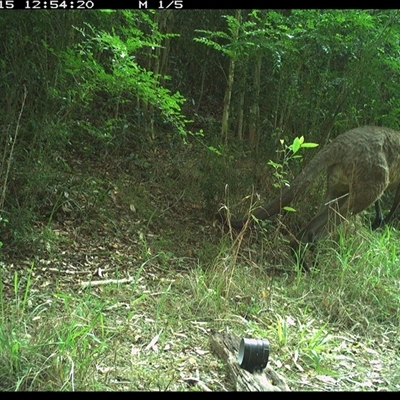 Macropus giganteus (Eastern Grey Kangaroo) at Mortons Creek, NSW - 15 Oct 2024 by Eggert