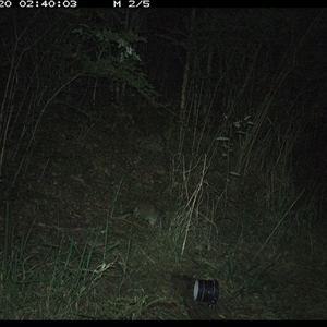 Isoodon macrourus (Northern Brown Bandicoot) at Mortons Creek, NSW - 20 Oct 2024 by Eggert