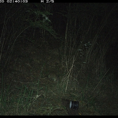 Isoodon macrourus (Northern Brown Bandicoot) at Mortons Creek, NSW - 20 Oct 2024 by Eggert