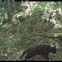 Felis catus (Feral Cat) at Mortons Creek, NSW - 20 Oct 2024 by Eggert