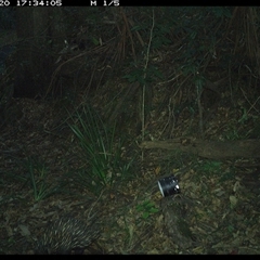 Tachyglossus aculeatus (Short-beaked Echidna) at Mortons Creek, NSW - 20 Oct 2024 by Eggert