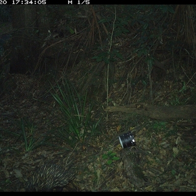 Tachyglossus aculeatus (Short-beaked Echidna) at Mortons Creek, NSW - 20 Oct 2024 by Eggert