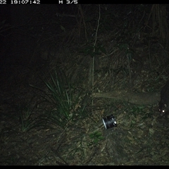 Trichosurus caninus (Mountain Brushtail Possum) at Mortons Creek, NSW - 22 Oct 2024 by Eggert