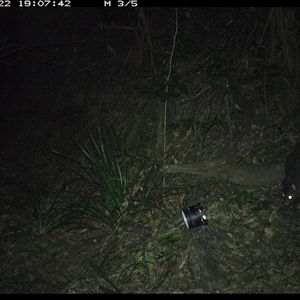 Trichosurus caninus (Mountain Brushtail Possum) at Mortons Creek, NSW - 22 Oct 2024 by Eggert