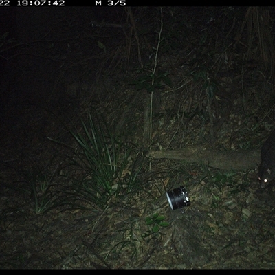 Trichosurus caninus (Mountain Brushtail Possum) at Mortons Creek, NSW - 22 Oct 2024 by Eggert