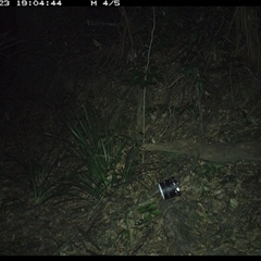 Rattus (genus) (A native or introduced Rattus species) at Mortons Creek, NSW - 23 Oct 2024 by Eggert