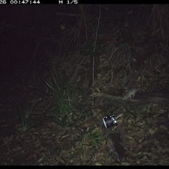 Rattus rattus (Black Rat) at Mortons Creek, NSW - 26 Oct 2024 by Eggert