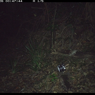 Rattus rattus (Black Rat) at Mortons Creek, NSW - 26 Oct 2024 by Eggert