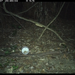 Antechinus stuartii (Brown Antechinus) at Mortons Creek, NSW - 27 Oct 2024 by Eggert