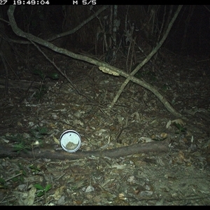 Antechinus stuartii (Brown Antechinus) at Mortons Creek, NSW - 27 Oct 2024 by Eggert