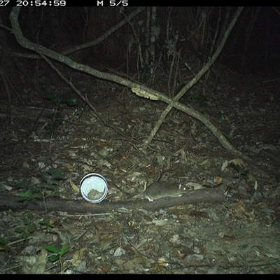 Rattus fuscipes (Bush Rat) at Mortons Creek, NSW - 27 Oct 2024 by Eggert