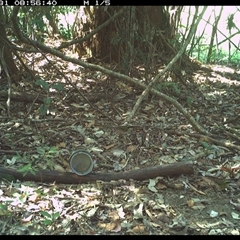 Neosericornis citreogularis (Yellow-throated Scrubwren) at Mortons Creek, NSW - 31 Oct 2024 by Eggert