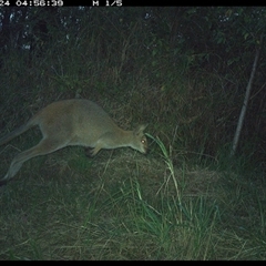 Notamacropus rufogriseus (Red-necked Wallaby) at Lower Pappinbarra, NSW - 24 Oct 2024 by DennisHill