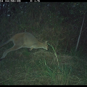 Notamacropus rufogriseus (Red-necked Wallaby) at Lower Pappinbarra, NSW - 24 Oct 2024 by DennisHill