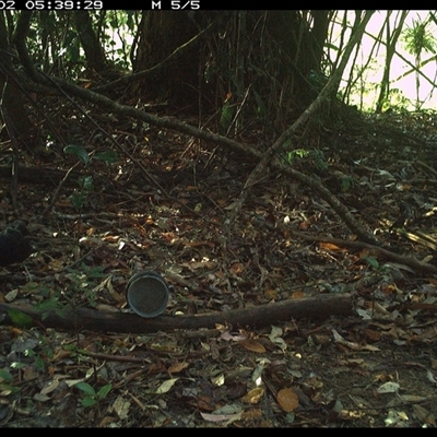 Ptilonorhynchus violaceus (Satin Bowerbird) at Mortons Creek, NSW - 2 Nov 2024 by Eggert