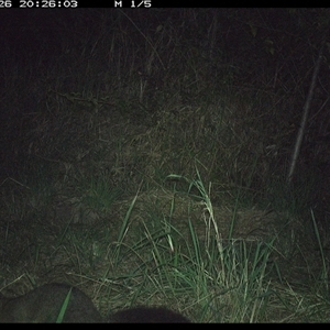 Trichosurus vulpecula (Common Brushtail Possum) at Lower Pappinbarra, NSW - 26 Oct 2024 by DennisHill