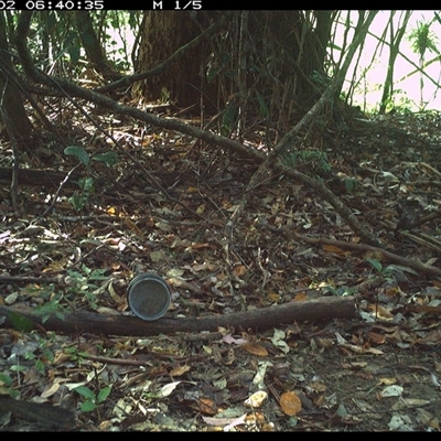 Psophodes olivaceus (Eastern Whipbird) at Mortons Creek, NSW - 2 Nov 2024 by Eggert