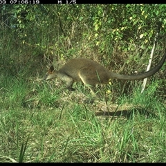 Wallabia bicolor (Swamp Wallaby) at Lower Pappinbarra, NSW - 3 Nov 2024 by DennisHill