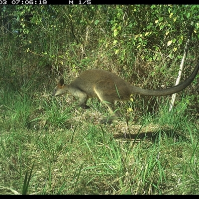 Wallabia bicolor (Swamp Wallaby) at Lower Pappinbarra, NSW - 3 Nov 2024 by DennisHill