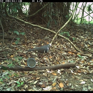 Leucosarcia melanoleuca (Wonga Pigeon) at Mortons Creek, NSW - 2 Nov 2024 by Eggert