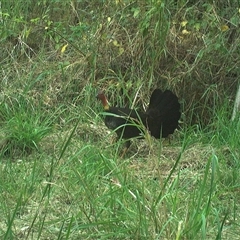 Alectura lathami (Australian Brush-turkey) at Lower Pappinbarra, NSW - 4 Nov 2024 by DennisHill