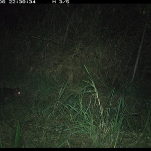 Trichosurus caninus (Mountain Brushtail Possum) at Lower Pappinbarra, NSW - 6 Nov 2024 by DennisHill