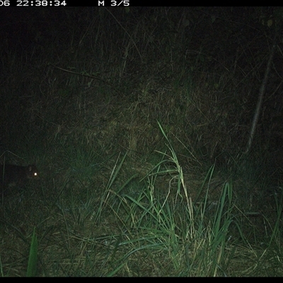 Trichosurus caninus (Mountain Brushtail Possum) at Lower Pappinbarra, NSW - 6 Nov 2024 by DennisHill