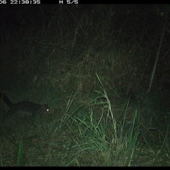 Trichosurus caninus at Lower Pappinbarra, NSW - 6 Nov 2024 10:38 PM