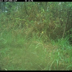 Canis lupus (Dingo / Wild Dog) at Lower Pappinbarra, NSW - 12 Nov 2024 by DennisHill