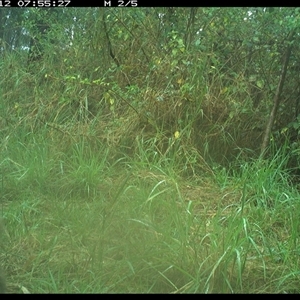 Canis lupus (Dingo / Wild Dog) at Lower Pappinbarra, NSW - 12 Nov 2024 by DennisHill