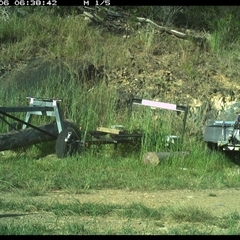 Gymnorhina tibicen (Australian Magpie) at Lower Pappinbarra, NSW - 6 Dec 2024 by DennisHill