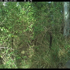 Notamacropus rufogriseus (Red-necked Wallaby) at Lower Pappinbarra, NSW - 14 Oct 2024 by DennisHill