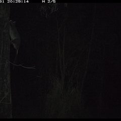 Trichosurus sp. (Brushtail Possum (either common or mountain)) at Lower Pappinbarra, NSW - 31 Oct 2024 by DennisHill